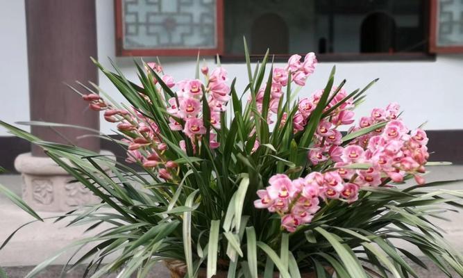 结婚手捧兰铃花的寓意是什么？兰铃花的寓意有哪些？