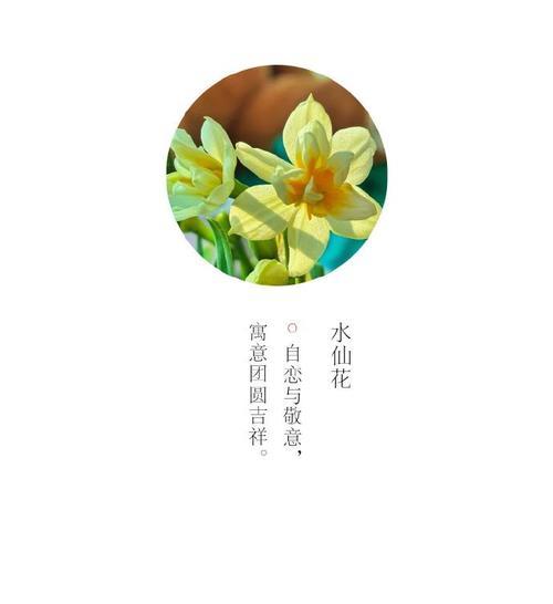 通用的节日花语有哪些？花语大全中节日的寓意是什么？
