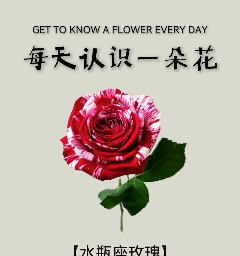 三色花的花语寓意是什么？三色花代表了哪些意义？