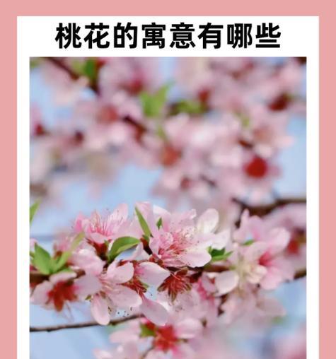 黑色牡丹花寓意是什么？黑色牡丹的象征意义562