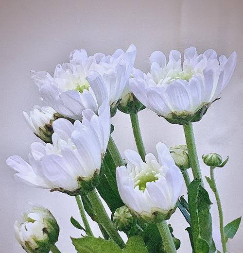 平安夜送花意味着什么？这些花的寓意是什么？