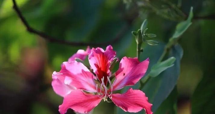哪种花象征文化幸福？花语中如何体现？