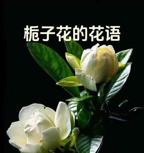 栀子花象征的爱情是什么？栀子花的花语有哪些？