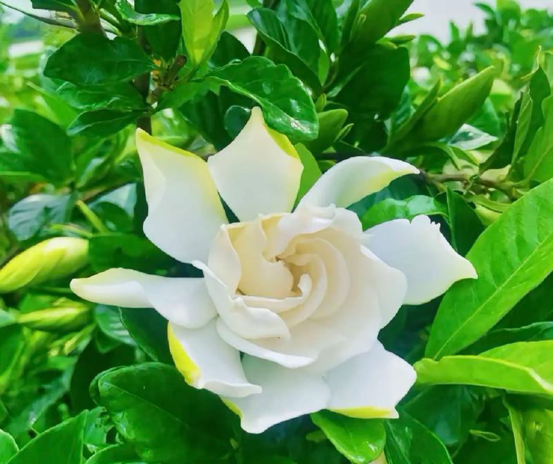 栀子花象征的爱情是什么？栀子花的花语有哪些？