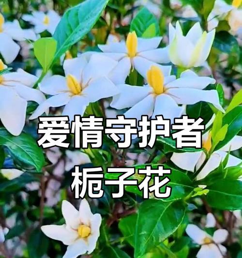 栀子花象征的爱情是什么？栀子花的花语有哪些？