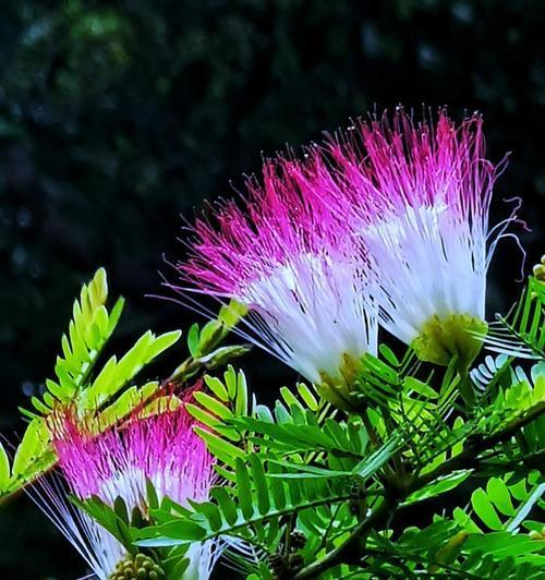 花的颜色都有哪些含义呢？不同颜色的花在文化中代表什么？