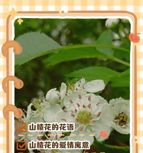 哪些绿色的花象征着顺利？它们的寓意是什么？