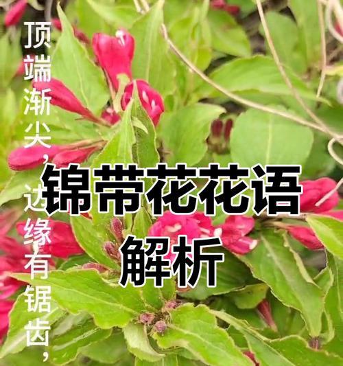 哪些绿色的花象征着顺利？它们的寓意是什么？
