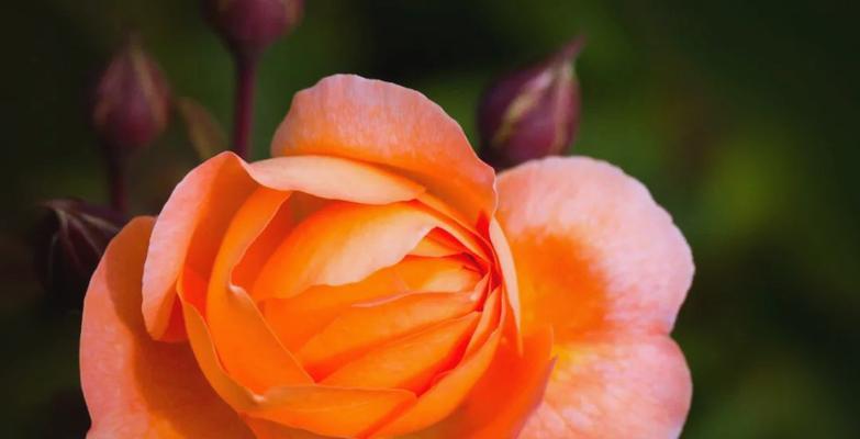 粉橙色的花代表了什么？它的花语有哪些？