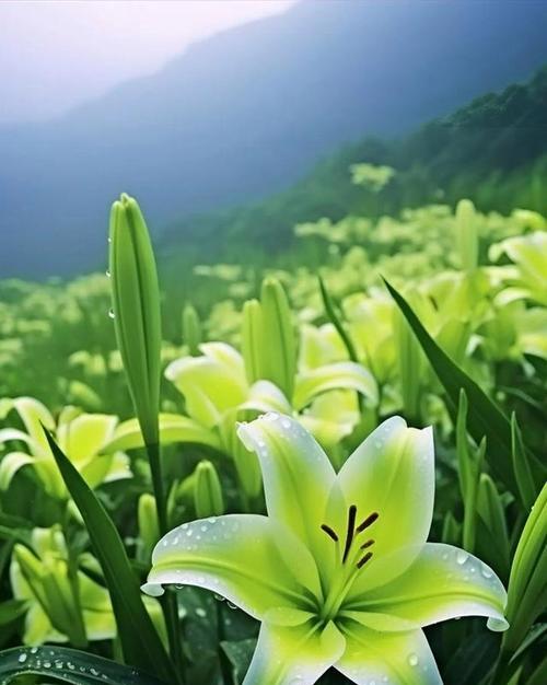 花是爱情什么是生活的象征？花卉如何代表爱情和生活？