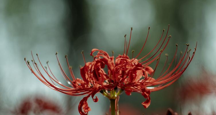 藏族文化中哪些花象征爱情？