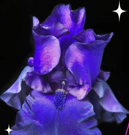 哪种玩偶花象征着爱情的长久？