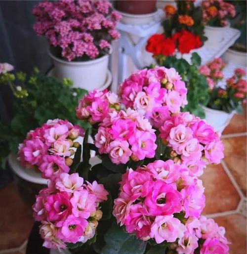 哪种花寓意健康和快乐？