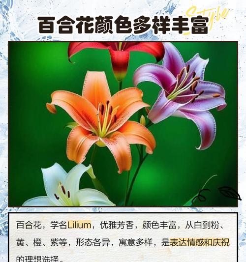 百合花不同颜色代表什么？各颜色百合花的寓意是什么？