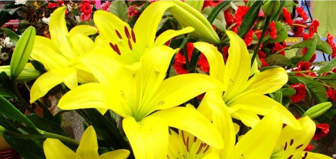 百合花不同颜色代表什么？各颜色百合花的寓意是什么？
