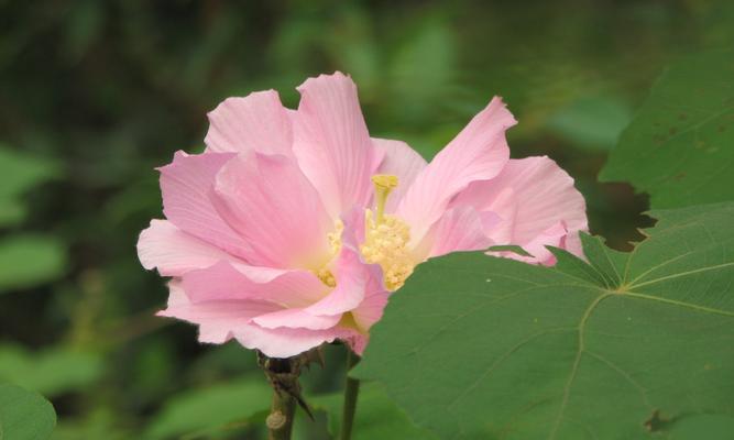 白色芙蓉花代表什么意义？白色芙蓉花的象征是什么？