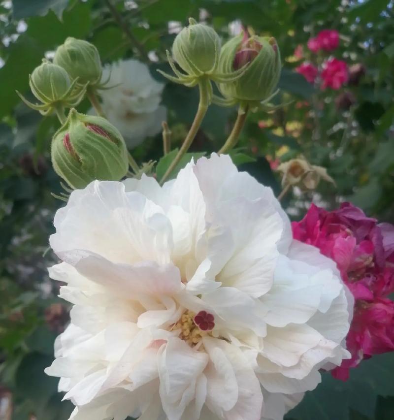 白色芙蓉花代表什么意义？白色芙蓉花的象征是什么？