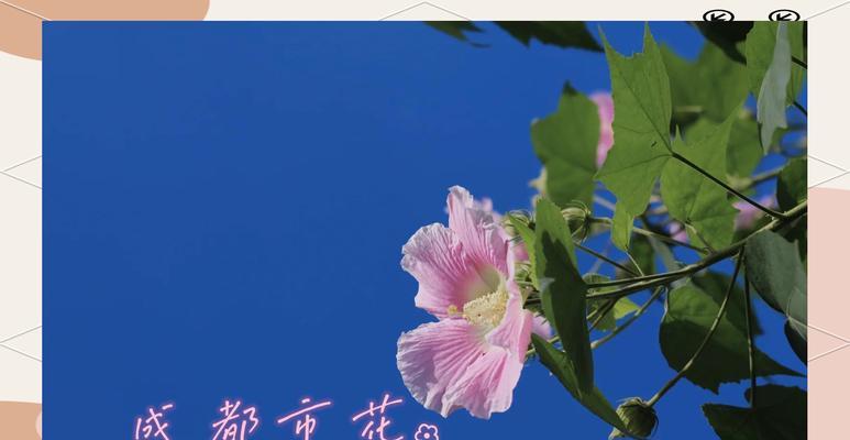 白色芙蓉花代表什么意义？白色芙蓉花的象征是什么？