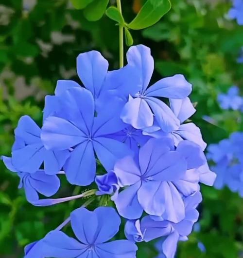 将蓝色花放在家中有何寓意？