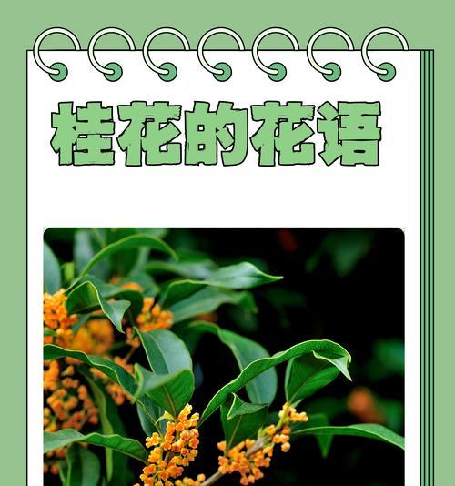 花语中哪些词语含有祝福的含义？