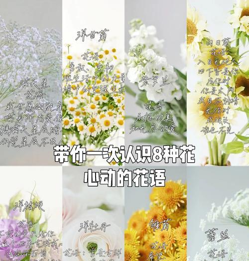 花语中哪些词语含有祝福的含义？