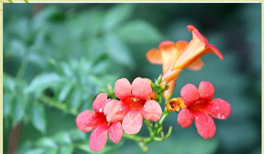 凌霄花象征什么爱情？凌霄花在爱情中的寓意是什么？