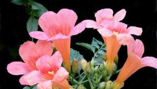 凌霄花象征什么爱情？凌霄花在爱情中的寓意是什么？