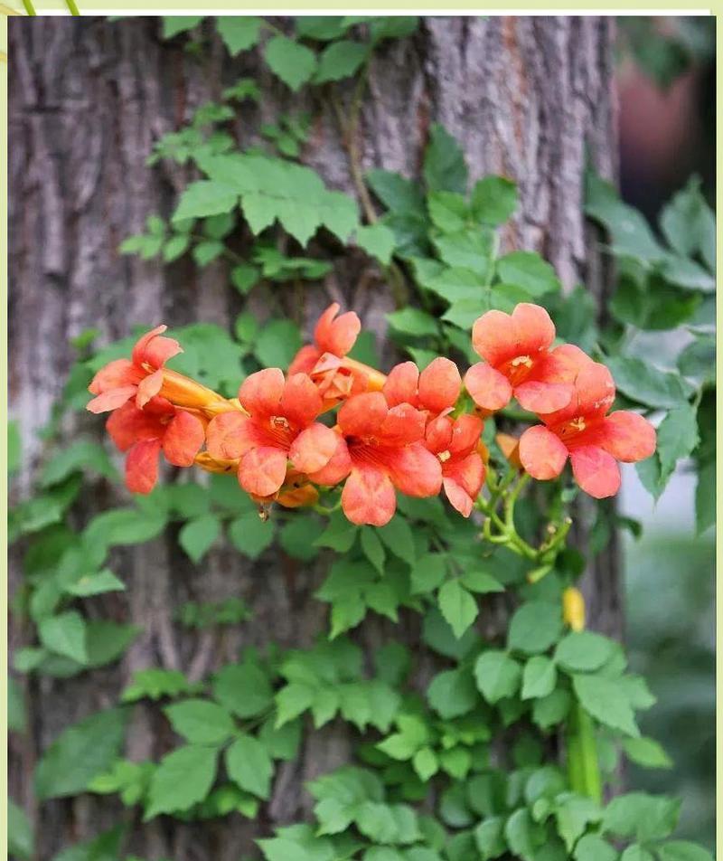 凌霄花象征什么爱情？凌霄花在爱情中的寓意是什么？