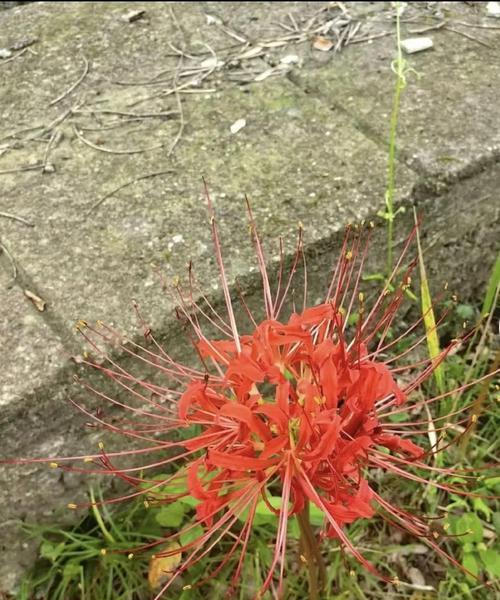 哪种花象征着爱情绝望？绝望花的花语和使用场合？