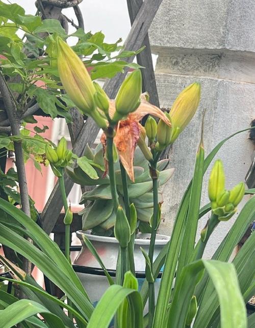 萱草花的文化内涵是什么？它的象征意义有哪些？