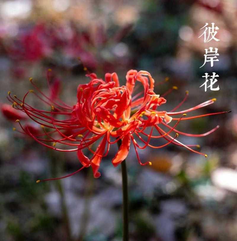 红色彼岸花象征着什么？
