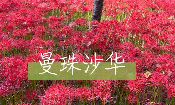 红色彼岸花象征着什么？