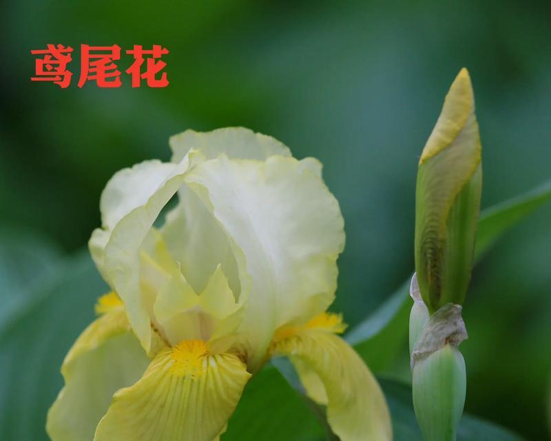 哪种花寓意逝去的爱情？表达失恋情感的花卉有哪些？