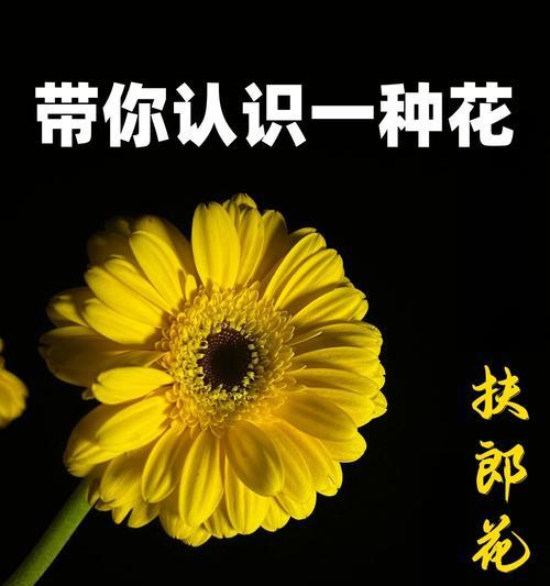 菊色花的花语是什么？菊色代表什么含义？