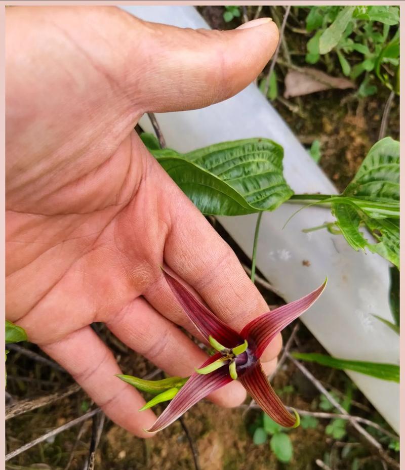 拔花吉祥的寓意是什么？拔花有哪些吉祥的象征？