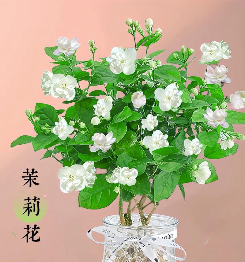 绿色茉莉花的寓意和花语是什么？如何用茉莉花表达情感？