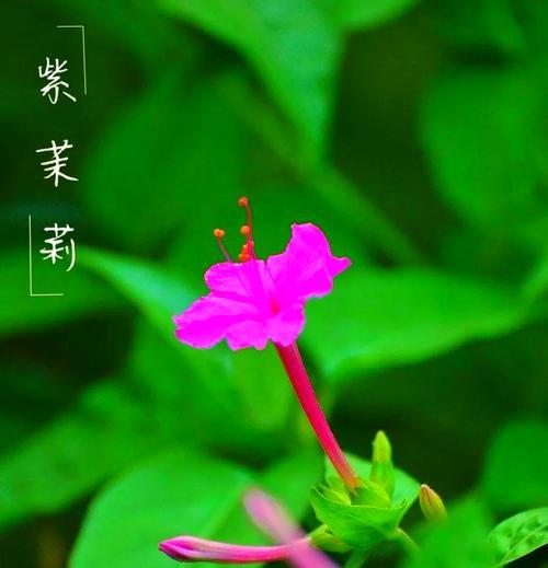 绿色茉莉花的寓意和花语是什么？如何用茉莉花表达情感？