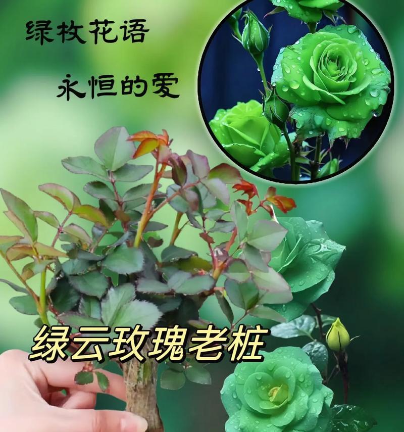如何表达甜蜜期待的花语？