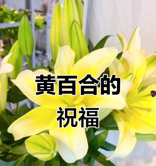 哪种花寓意美好平安？