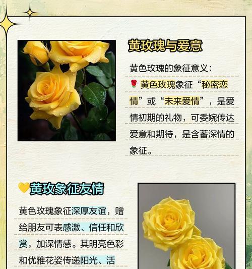橘黄色花的象征意义是什么？