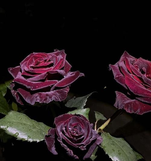 黑色的花代表什么？黑色的花的寓意是什么？