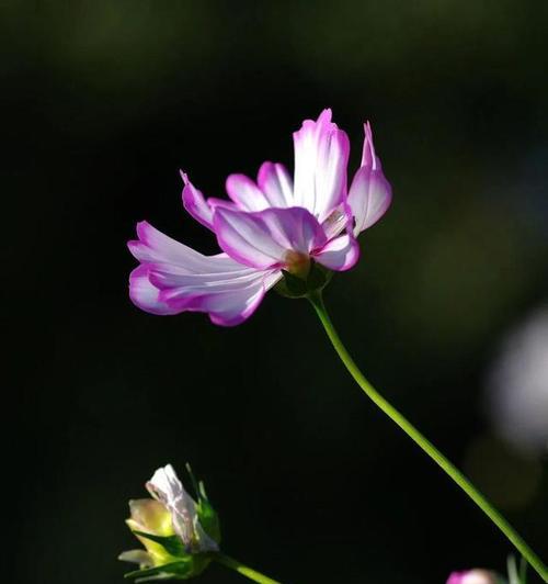 黑色的花代表什么？黑色的花的寓意是什么？