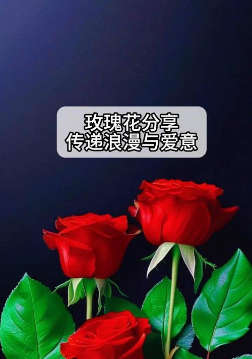象征爱情的玫瑰花通常是几朵？
