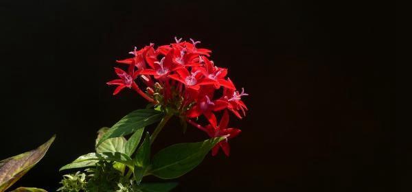 黑色火焰花代表什么？它的花语和寓意是什么？