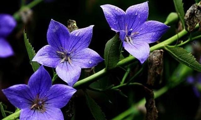 黑色火焰花代表什么？它的花语和寓意是什么？