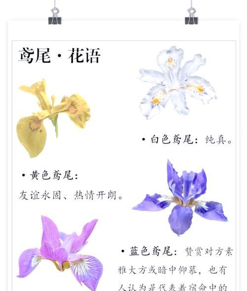 鸢尾花如何表达浪漫？它的花语有哪些？