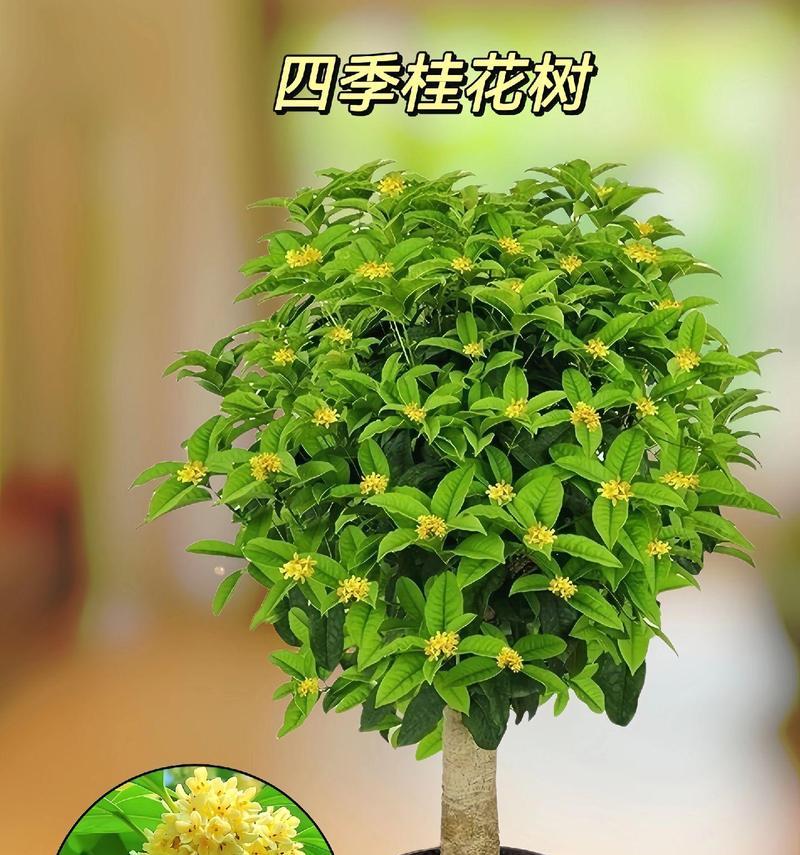 哪种花象征富贵四季常青？如何选择和保养？