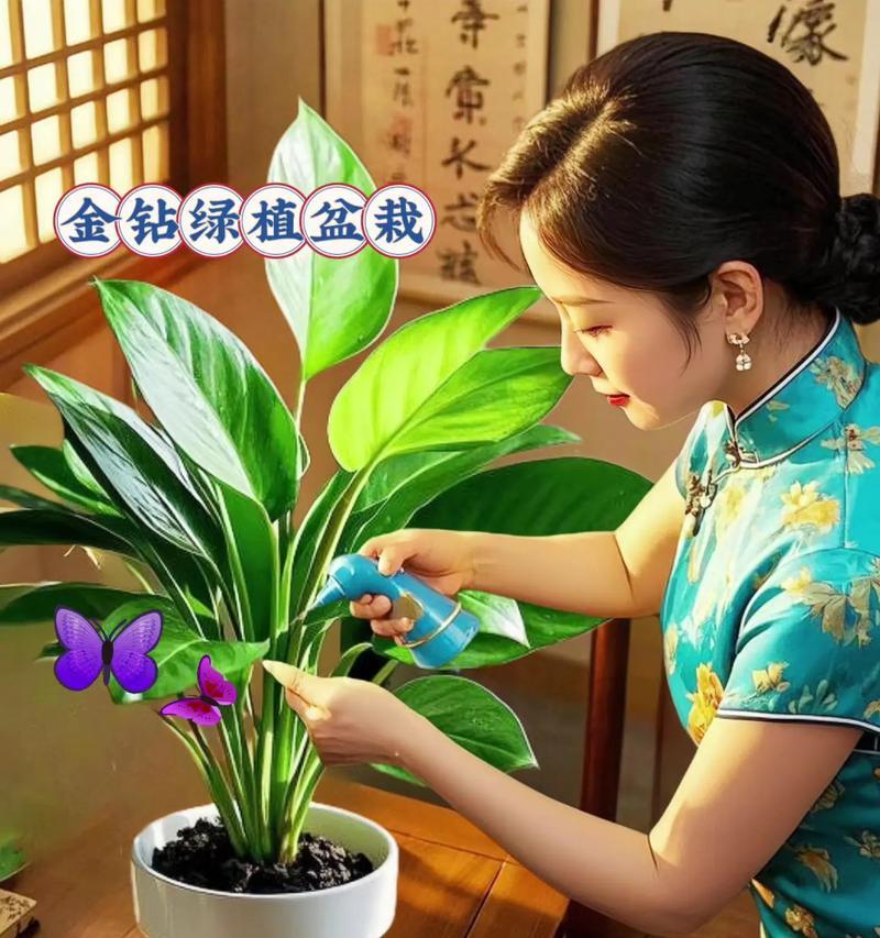 哪种花象征富贵四季常青？如何选择和保养？