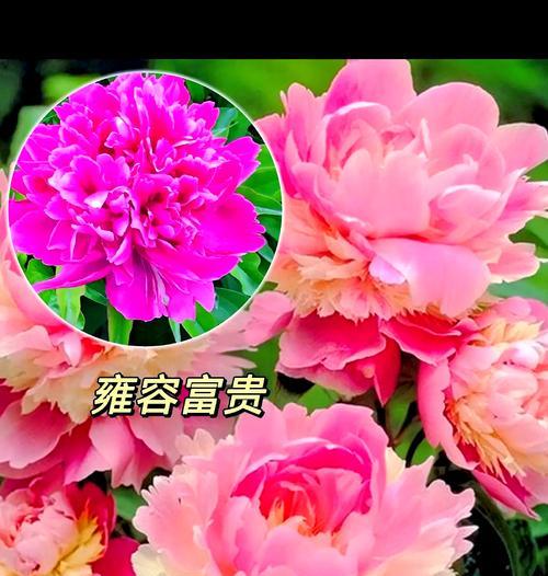 哪种花象征富贵四季常青？如何选择和保养？