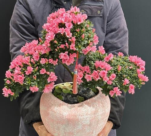 市道兴旺花的寓意是什么？兴旺花的象征意义有哪些？